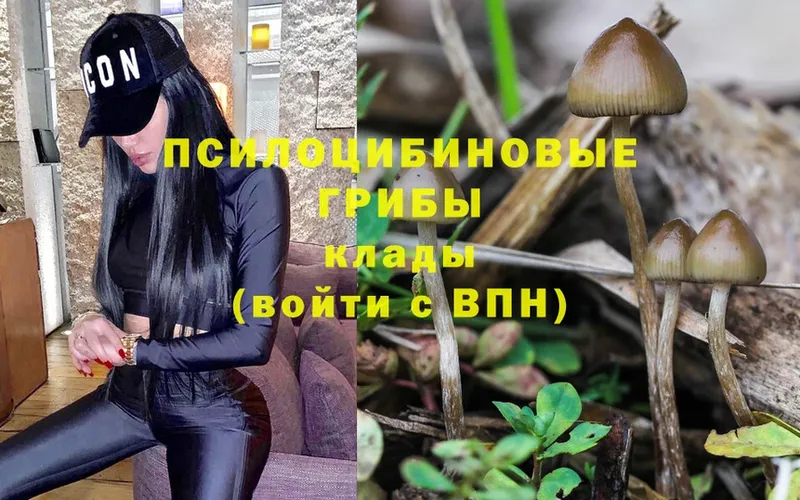 это как зайти  Саранск  Галлюциногенные грибы Magic Shrooms 